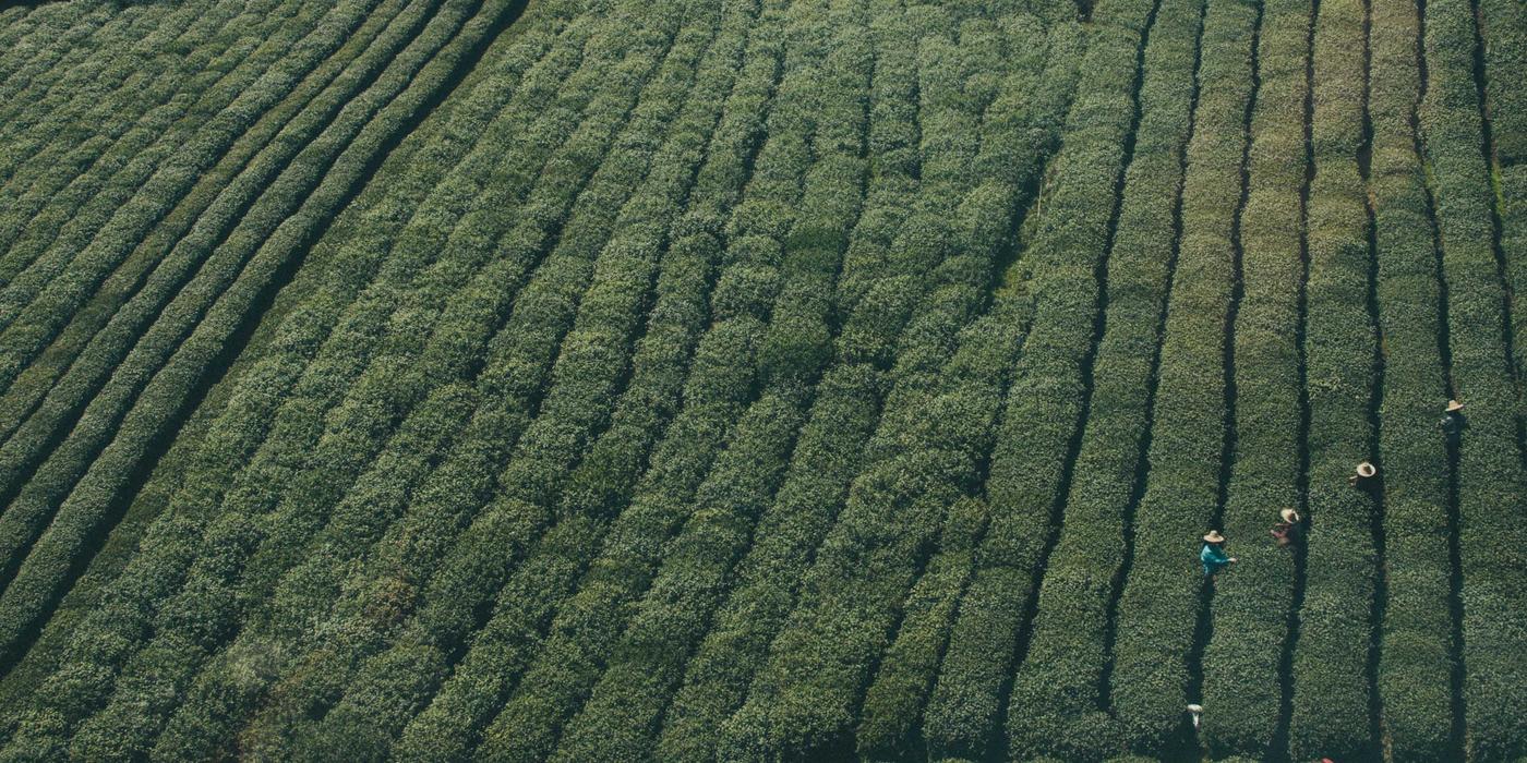 Magic: The Gathering